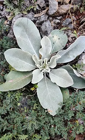 Trekking Δελφοί από την DelphiTrekk. Πεζοπορία στους Δελφούς με αυθεντικές γεύσεις και Lunch on the Trail
